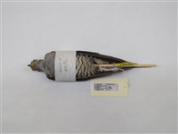 藏品(中杜鵑)的圖片